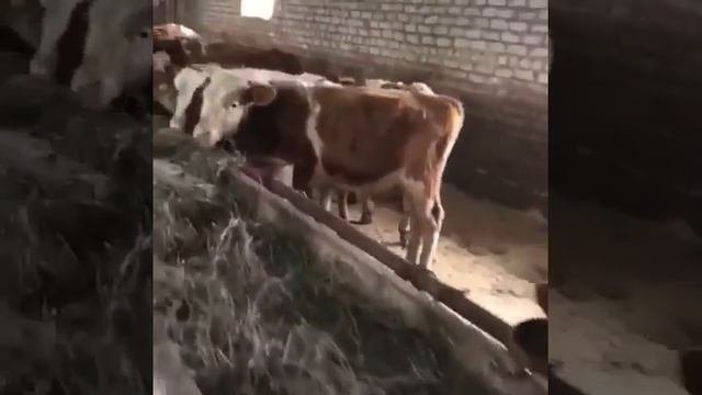Бычки 140 голов на экспорт. Мясная порода. Продажа быки и коровы.