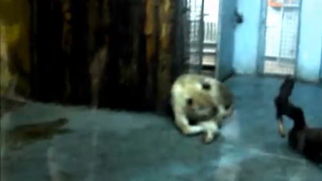 ALMA ATA ZOO