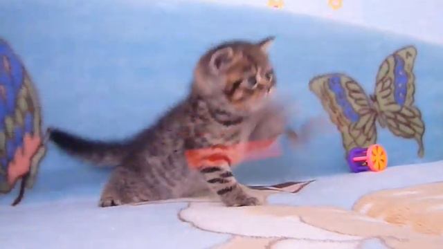 Продается плюшевый котик
