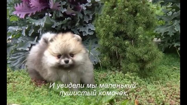 Питомник шпицев ГЕЙМ ТАЙМ  Сказка про ВОЛШЕБНУЮ КАПУСТУ!