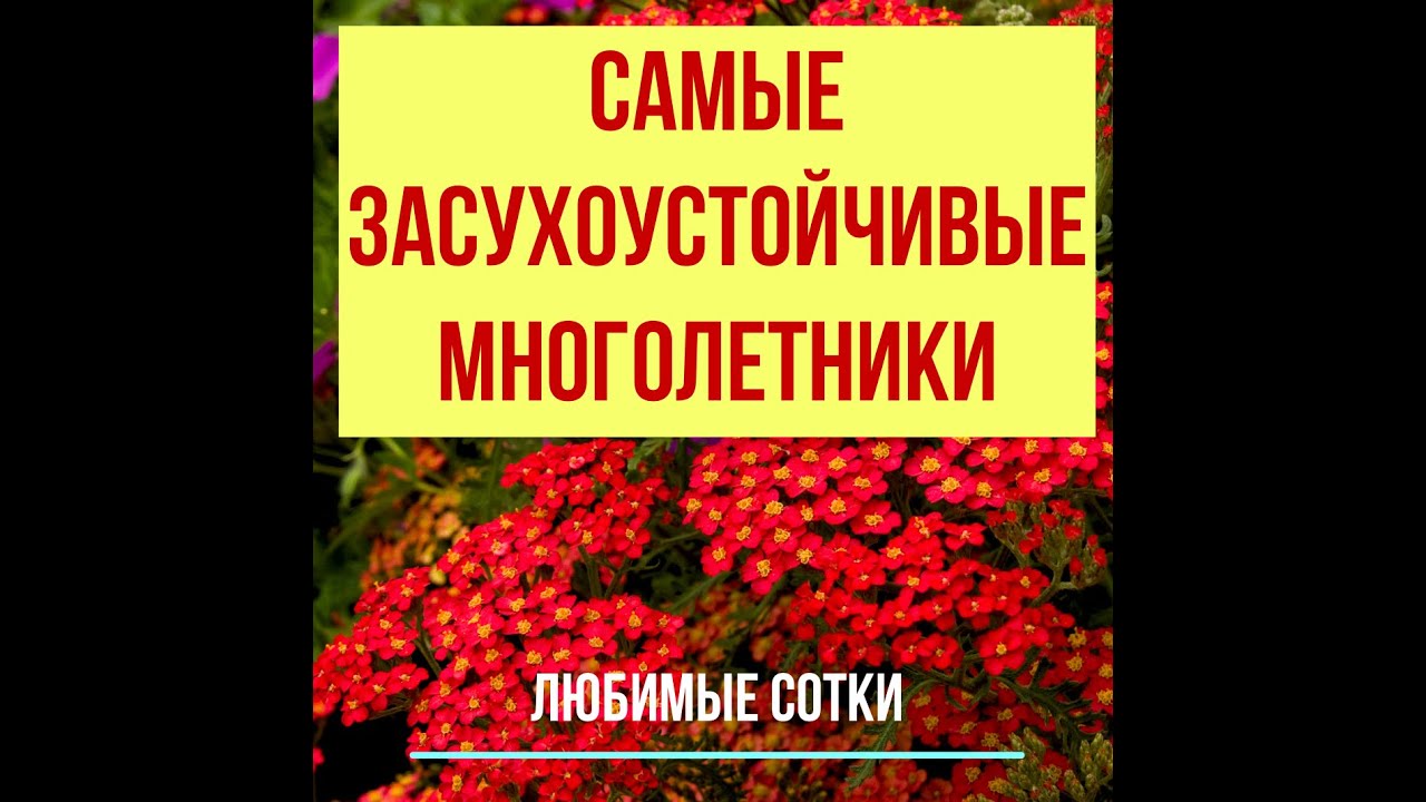 Самые засухоустойчивые многолетники!