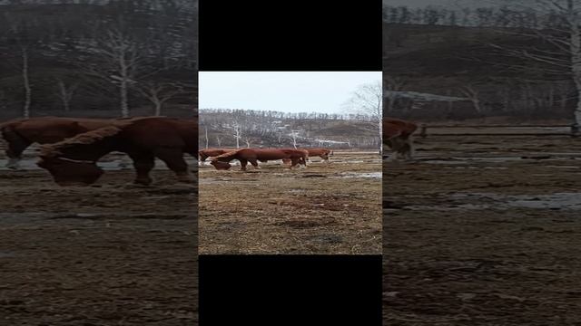 Март на #чедоевпривал.mp4