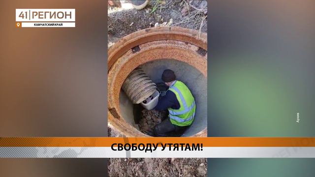 СПАСЁННЫЙ ВЫВОДОК УТЯТ ВЫПУСТИЛИ В ДИКУЮ ПРИРОДУ • НОВОСТИ КАМЧАТКИ