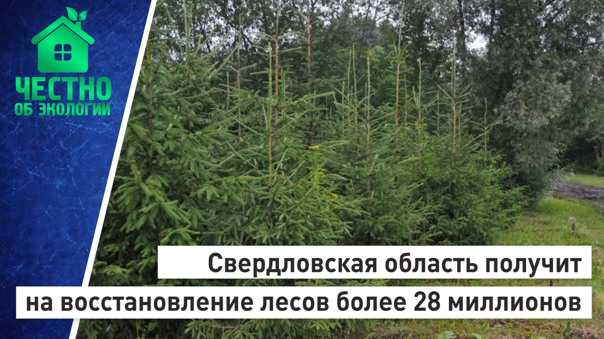 Свердловская область получит на восстановление лесов более 28 миллионов рублей.