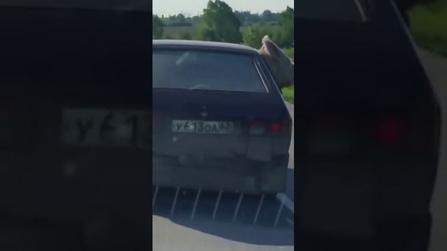 Свинья на дороге в тачке
