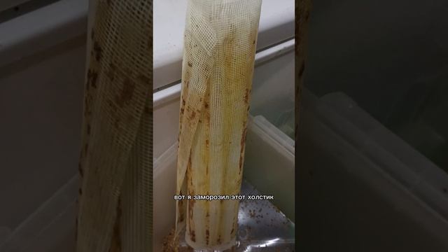 Испытания силиконового холстика #пчела #пчелосемья #пасека #мед #мёд #матка #улей #деревня #природа