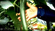 Царская ночная распродажа | 22 сентября 2017 года | Agro-market.net