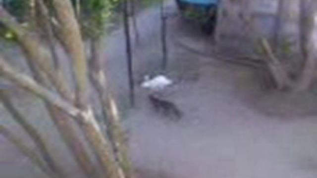 Кролик бегает за кошкой)).3gp