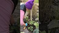 Куда я пересадила берёзу на штамбе. Betula pendula Youngii.