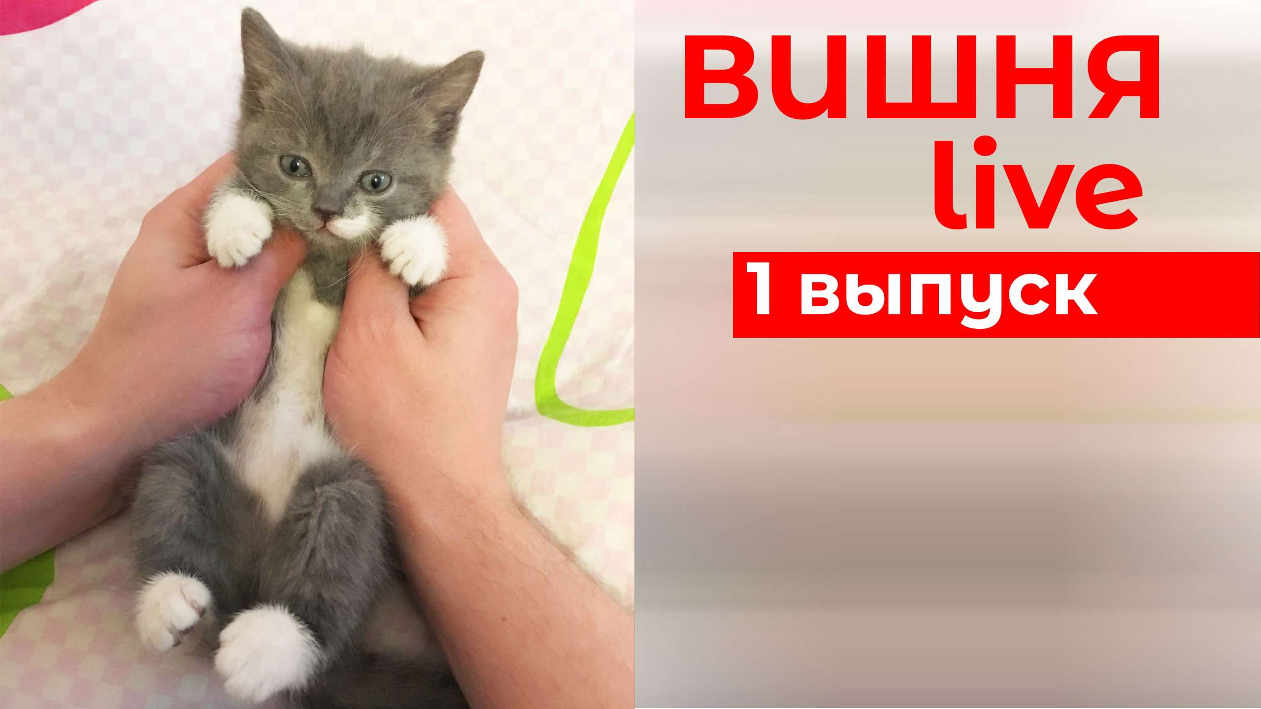 Кошечка Вишенка: мини истории. inZoom