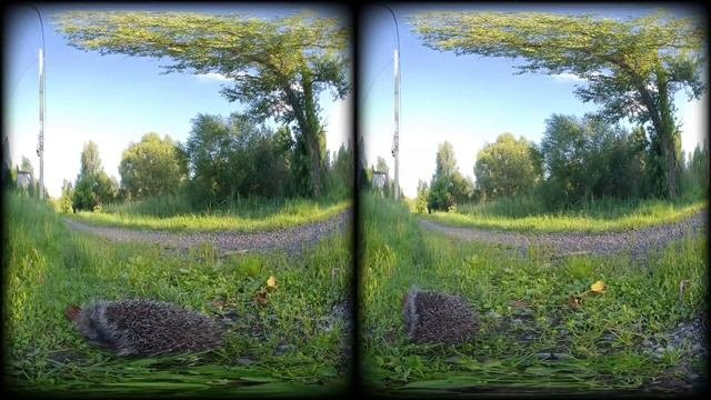 Дневной сон ежа (VR)