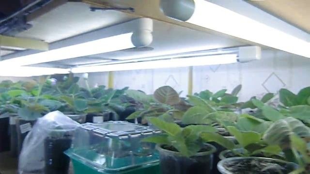 ?Полив Глоксиний. Как я это делаю. Вода на листьях? ?How to grow gloxinia part 18