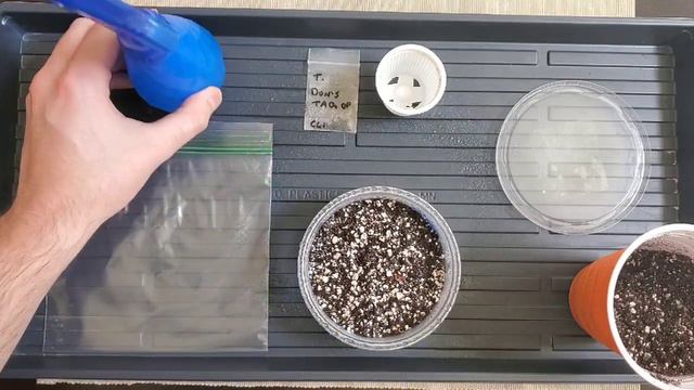 My Favorite Methods For Germinating Trichocereus (and other) Cactus Seeds