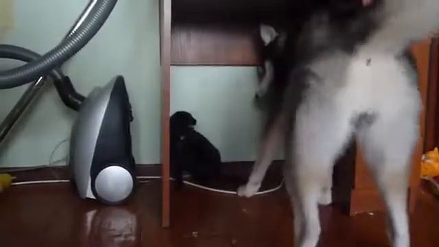 Как живут кошка с собакой