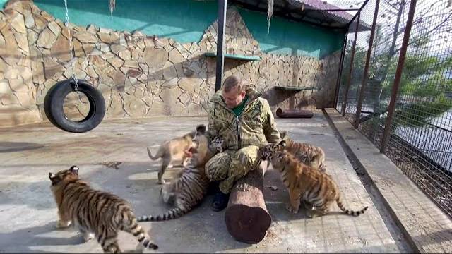 Как же этим тигрятам и львятам НУЖНА ЛАСКА !