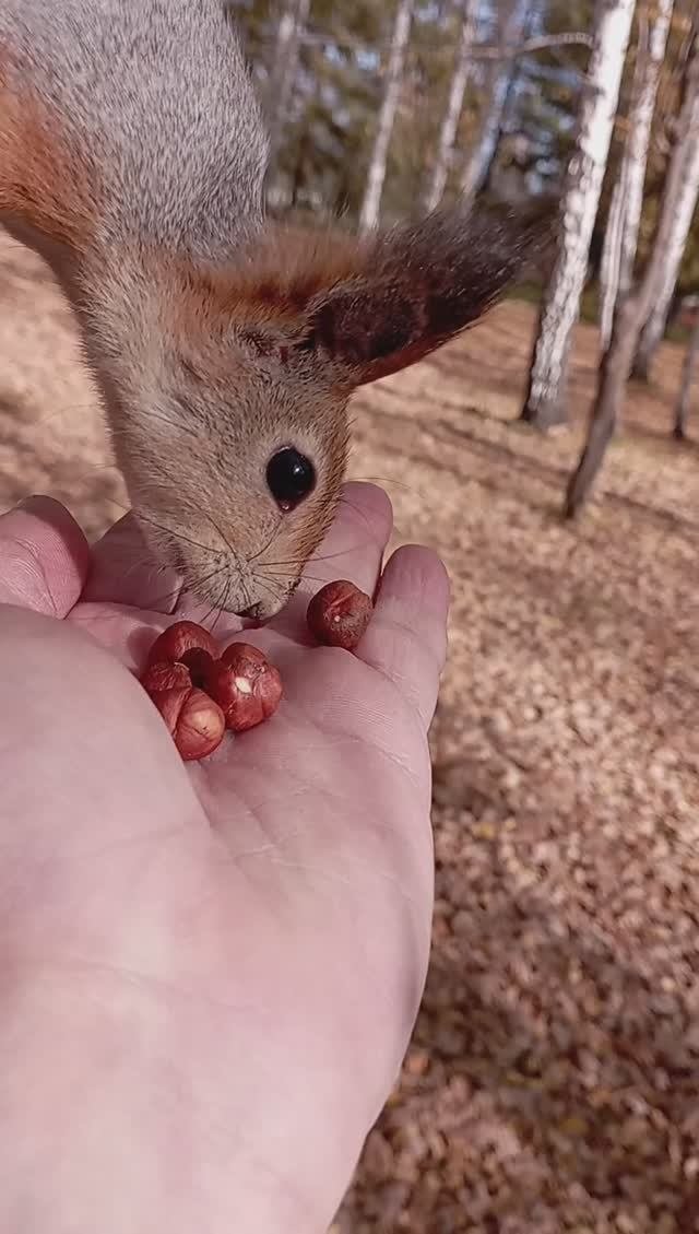 Белочка осенняя