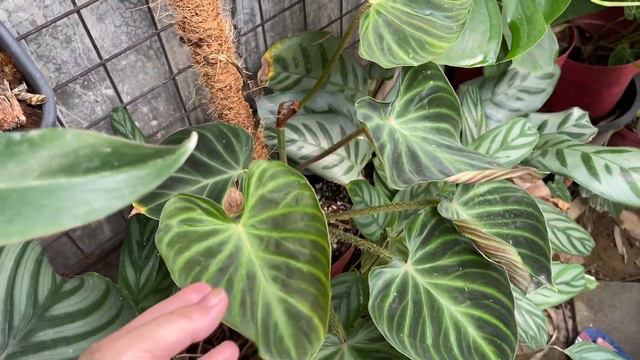 VERRUCOSUM AND WHITE PRINCESS UPDATE (PLANTS FROM HOLLAND AFTER A MONTH)