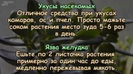 ГЕРПЕС, АРТРИТ, АНГИНА, ЯЗВА ЖЕЛУДКА, МОЗОЛИ, ВАРИКОЗ... - ТОЛСТЯНКА ПОМОЖЕТ