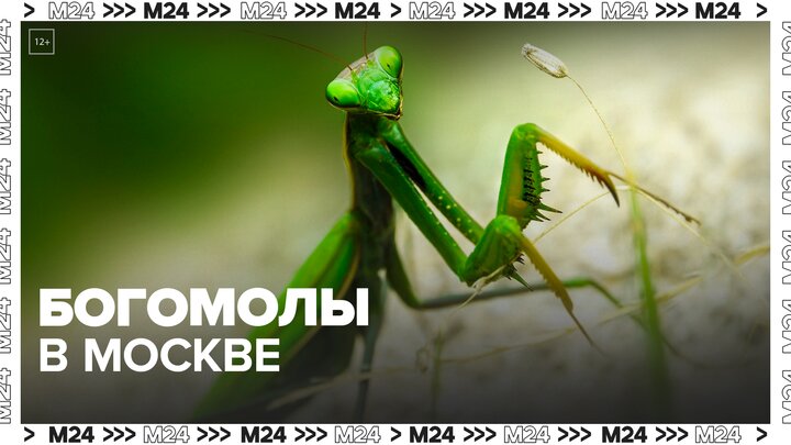 Нетипичные насекомые появились из-за жары в Москве — Москва 24