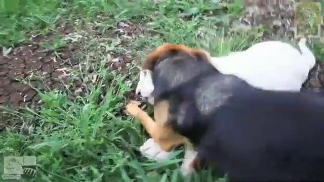 Лучшие друзья маленький львенок и щенок