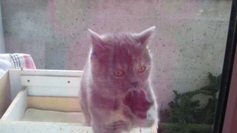 ..надо окошко помыть к 1 мая...