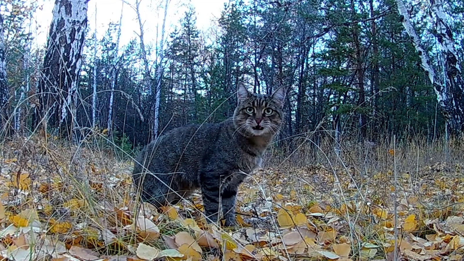 Кот гуляет в лесу