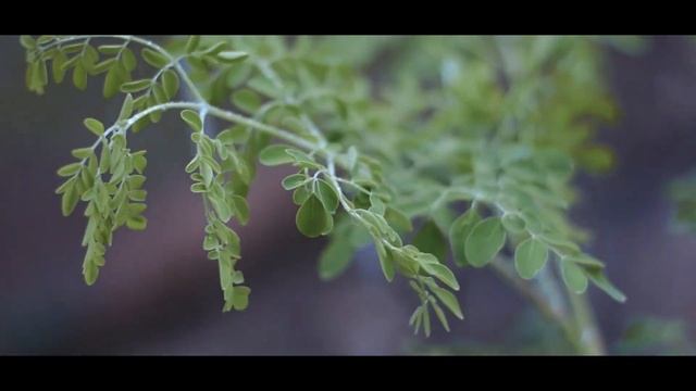 Rain|Chill - A cut film | Nikon D3300
