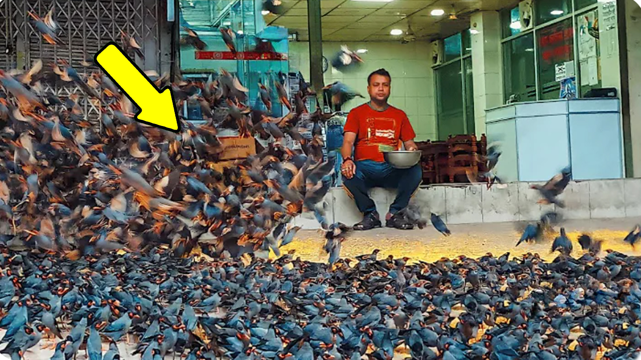 6000 птиц преследовали его и даже даже дома