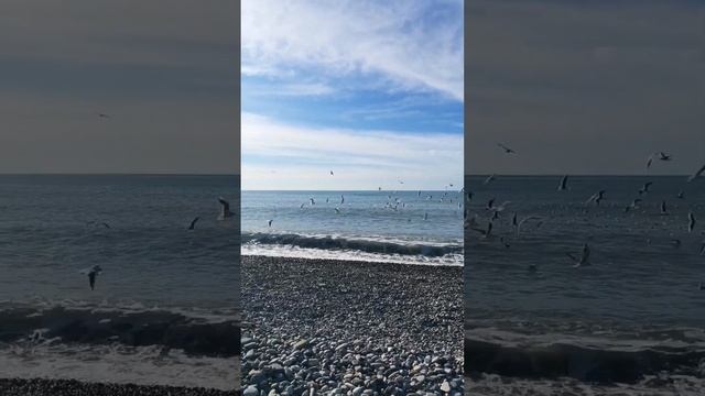 Невероятное нашествие чаек на Чёрном море