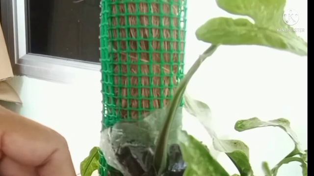 satu cara kaedah perbanyakkan pokok syngonium