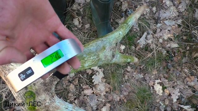 Зачем Я ищу рога Лося Оленя.