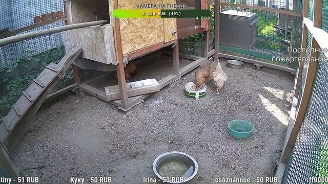 Курятник. Жизнь в курятнике. Можно покормить онлайн. Chicken coop stream. Online feed