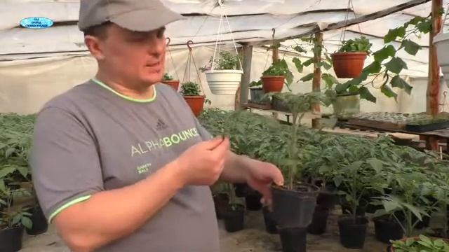 Как правильно поливать растения!!!Следуя правилам.