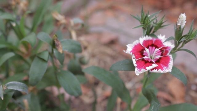 Green Garden | Enya - HD Canon 1200D/T5