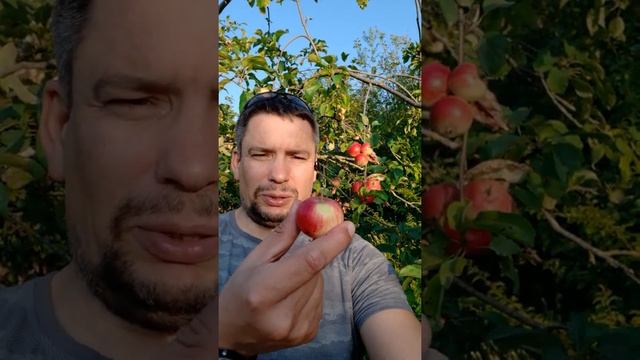 Чудеса: нужны ли они? #чудеса #вера #атеизм #сказки #прагматизм #Иисус #блогоБоге