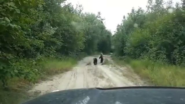 Медведи на Лонгъюгане