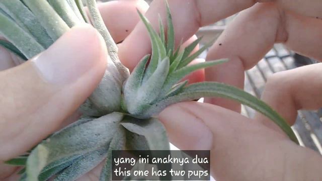 Harvest of tillandsia ionantha curly giant air plants