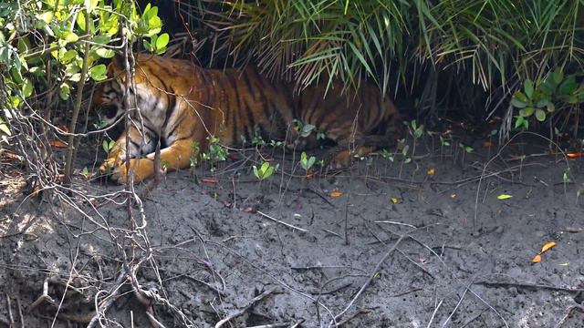 SUNDARBANSUNDARBAN TOUR 2022  Day 1 ROYAL BENGAL TIGERসনদরবনSUNDARBAN TIGER SUNDARBAN SAFAR