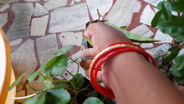 brahmi|red syngonium|berry cated| harshringar(aparajita)|butterfly ||#maacreativekitchengarden