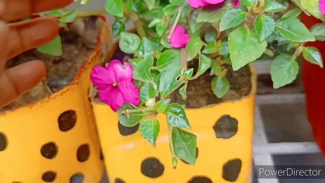 Care Of Impatiens Plant In Winter । Impatiens Plant Ki Care / Easy To Grow Cutting