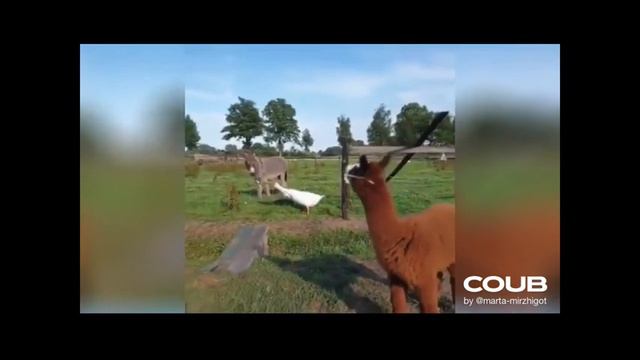 Самые смешные видео с животными Декабрь 2019 / коты, кошки, собаки, коубы, кубы, приколы #8