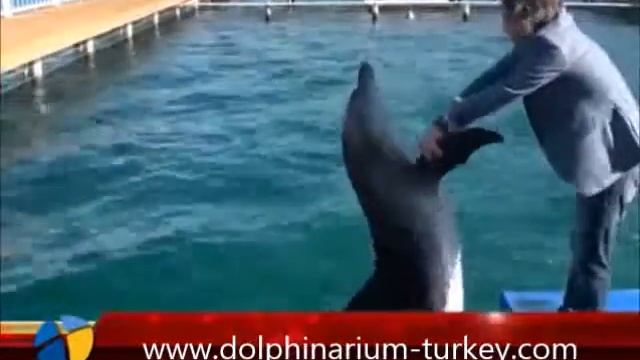Дельфин Танцы видео на воде