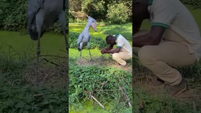 VID_20240107_232313_752.mp4