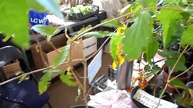 ОБЗОР РАСТЕНИЙ НА РЫНКЕ ) НА ДАЧЕ ПОСАДКИ ПЕРЕСАДКИ