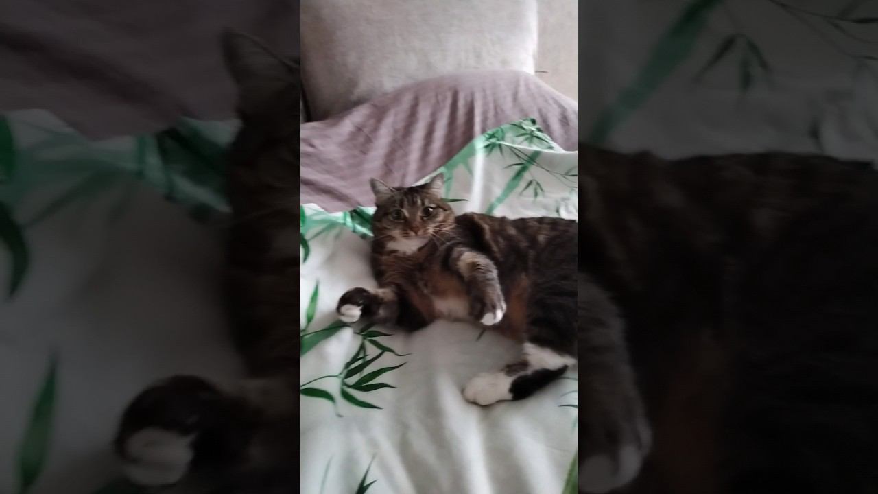 #funny #comedy #рек #милота #cat #прикол #жиза #мурзя #пушистик #рекомендации #catlover #полосатик