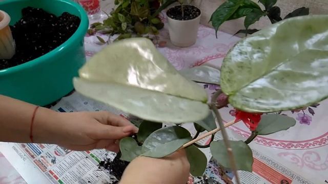#Мои_комнатные_растения_2021 // Первая весенняя пересадка растений