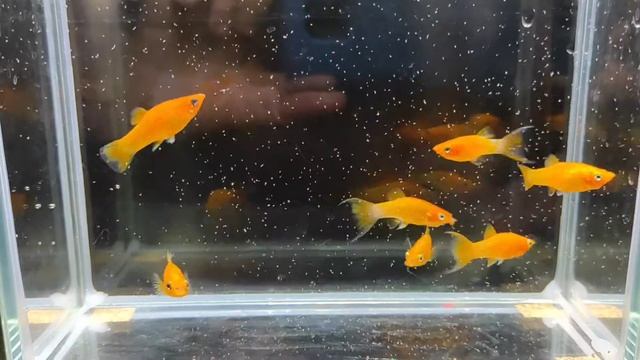 Жёлтая моллинезия лира