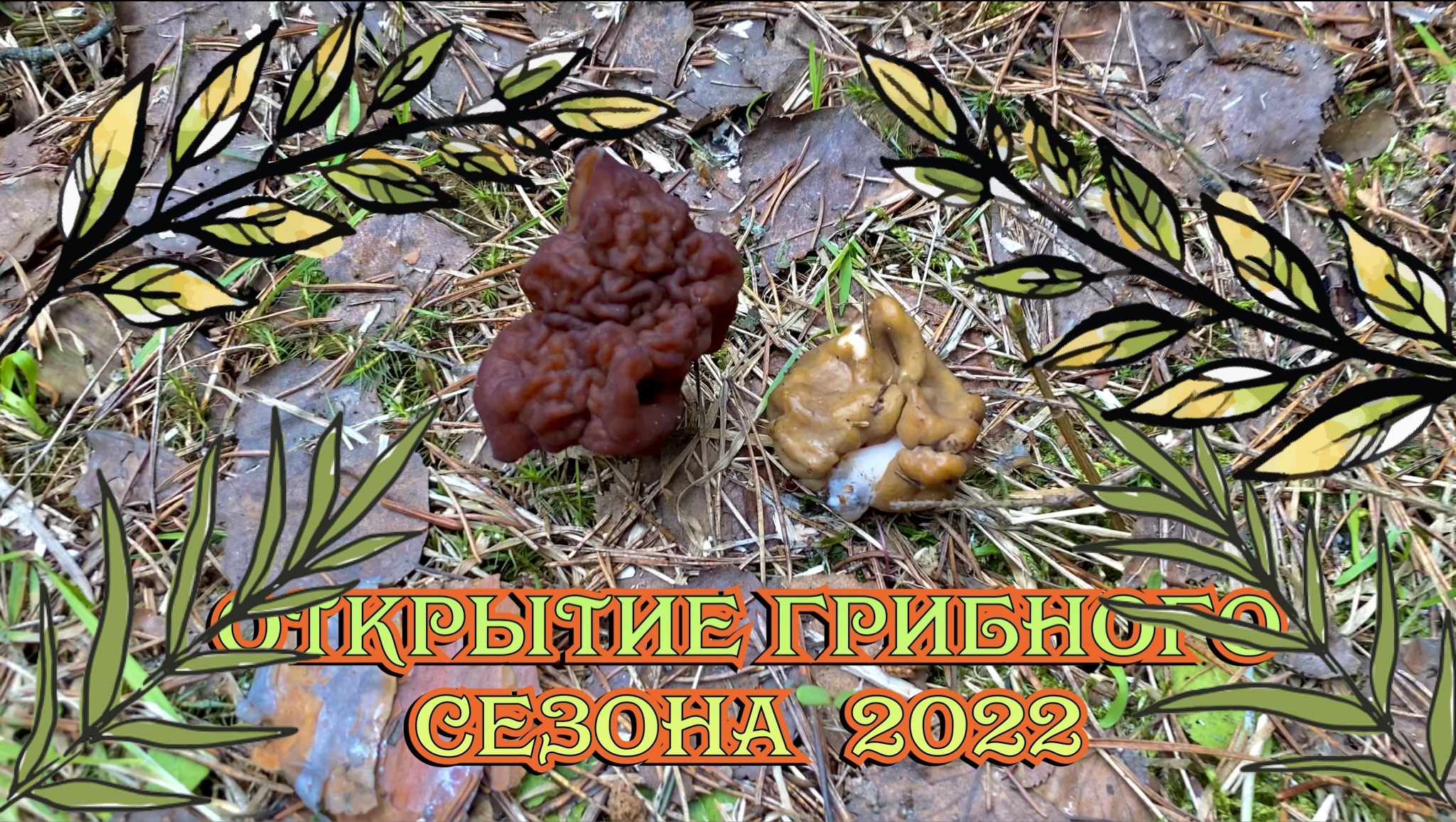 ГРИБНИК НАБРАЛ ВЕСЕННИХ ГРИБОВ! ГРИБЫ 2022