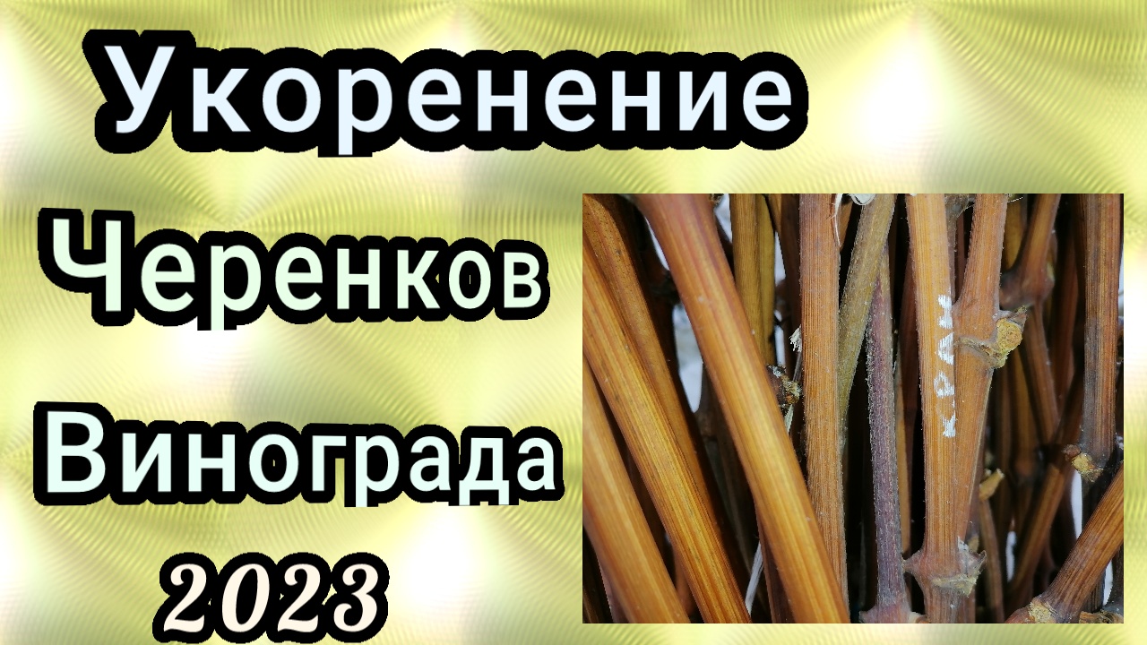 проращивание черенков винограда в 22.02.23