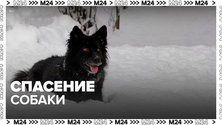 Московские спасатели помогли собаке в ТиНАО - Москва 24